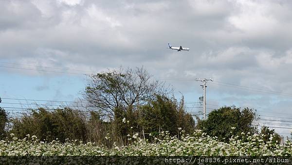 1106桃園花彩節66相機.jpg