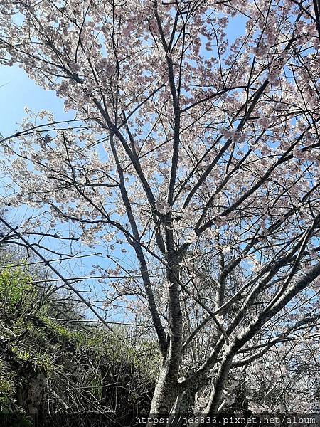 0306司馬庫斯一日遊22.jpg