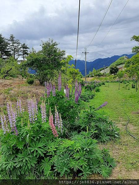 0505福壽山農場10.jpg