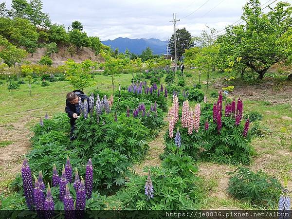 0505福壽山農場19.jpg