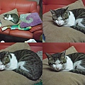 BLOG2011_0216CAT0112.JPG