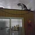 2011_0216CAT0098.JPG