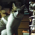 BLOG2011_0216CAT0099.JPG