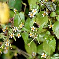 DSC00835.jpg