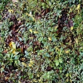 DSC00834.jpg