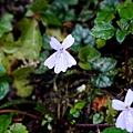 DSC00879.jpg