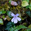 DSC00883.jpg