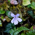 DSC00882.jpg