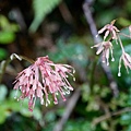 DSC00890.jpg