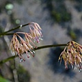 DSC00889.jpg