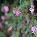 DSC00892.jpg