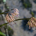 DSC00888.jpg