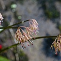 DSC00887.jpg