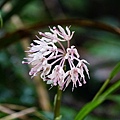 DSC00898.jpg