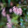 DSC00894.jpg