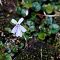 DSC00891.jpg