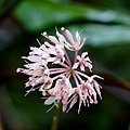 DSC00908.jpg