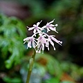 DSC00906.jpg