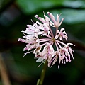 DSC00907.jpg