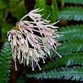DSC00909.jpg