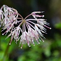 DSC00912.jpg