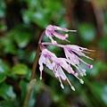 DSC00915.jpg