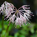 DSC00913.jpg