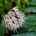DSC00911.jpg