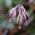 DSC00916.jpg