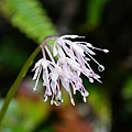DSC00918.jpg