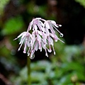 DSC00919.jpg