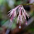 DSC00917.jpg