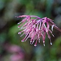 DSC00930.jpg