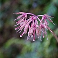 DSC00931.jpg