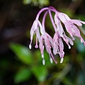 DSC00936.jpg