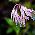 DSC00937.jpg