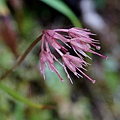 DSC00942.jpg