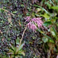 DSC00946.jpg
