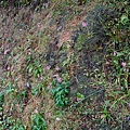 DSC00944.jpg