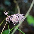 DSC00953.jpg
