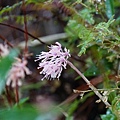 DSC00951.jpg