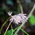 DSC00955.jpg