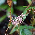 DSC00958.jpg