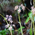 DSC00959.jpg