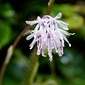 DSC00966.jpg