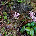 DSC00963.jpg