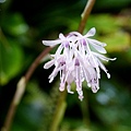 DSC00965.jpg
