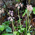 DSC00961.jpg
