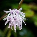 DSC00970.jpg