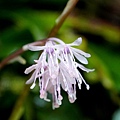 DSC00978.jpg